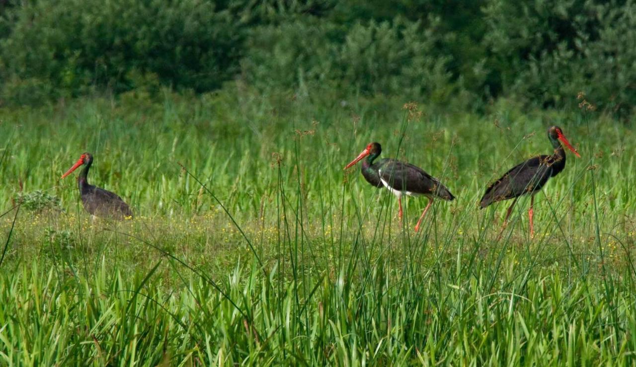 Rural Tourism Family Ravlic Pensionat Muzilovcica Exteriör bild