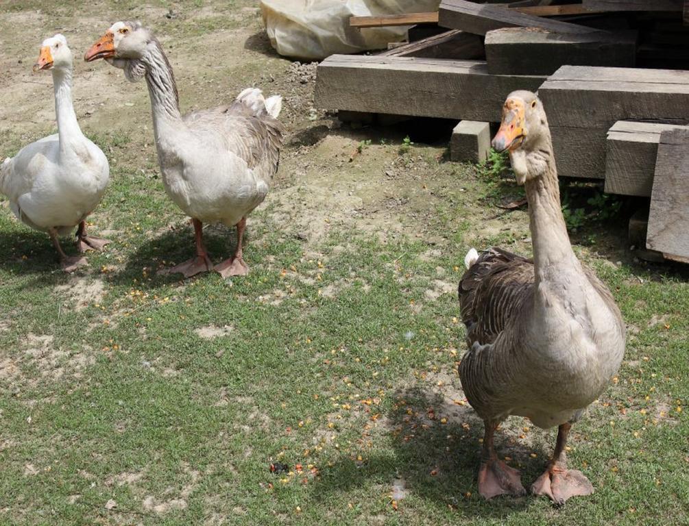 Rural Tourism Family Ravlic Pensionat Muzilovcica Exteriör bild