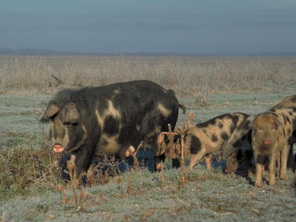 Rural Tourism Family Ravlic Pensionat Muzilovcica Exteriör bild